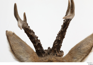 European roe deer antler head 0019.jpg